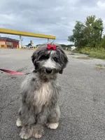 Neema, a female Bernedoodle for sale in Youngstown, OH – 2 of 3