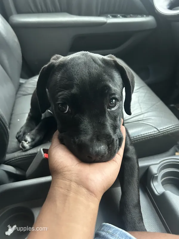 Zay – Cane Corso puppy for sale in Youngstown, OH