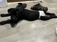 Zay, a female Cane Corso for sale in Youngstown, OH – 2 of 2