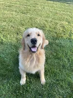Crue, a male Golden Retriever for sale in Elkhart, IN – 9 of 9