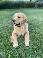 Crue, a male Golden Retriever for sale in Elkhart, IN – 8 of 9