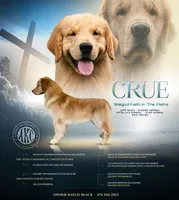 Crue, a male Golden Retriever for sale in Elkhart, IN – 6 of 9