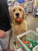 Crue, a male Golden Retriever for sale in Elkhart, IN – 5 of 9