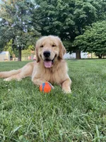 Crue, a male Golden Retriever for sale in Elkhart, IN – 4 of 9