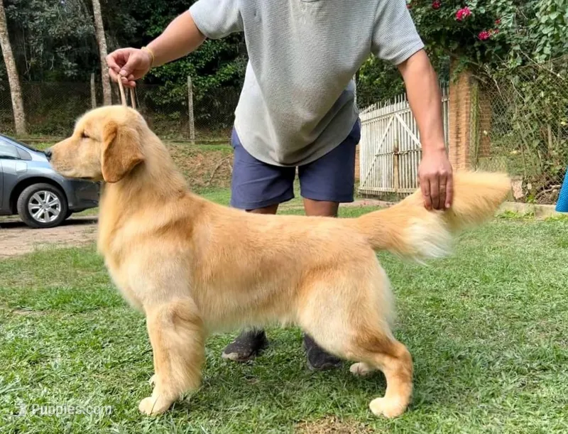 Crue – Golden Retriever puppy for sale in Elkhart, IN