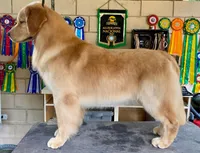 Crue, a male Golden Retriever for sale in Elkhart, IN – 3 of 9