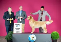 Crue, a male Golden Retriever for sale in Elkhart, IN – 2 of 9