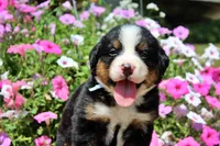 Galveston, a male Bernese Mountain Dog for sale in Pomona, MO – 4 of 7