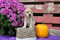 Prescott, a male Golden Cocker Retriever and Miniature Golden Retriever for sale in Pomona, MO – 6 of 7