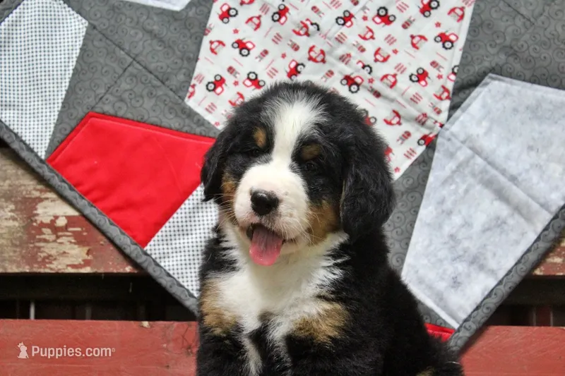 Cain – Bernese Mountain Dog puppy for sale in Pomona, MO