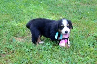 Frenzy, a female Bernese Mountain Dog for sale in Pomona, MO – 7 of 9