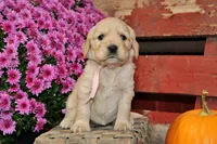 Shasta , a female Golden Cocker Retriever and Miniature Golden Retriever for sale in Pomona, MO – 3 of 8