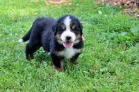 Rebel, a female Bernese Mountain Dog for sale in Pomona, MO – 3 of 9