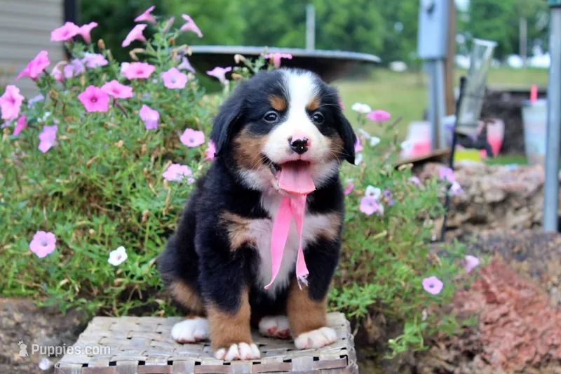 Odessa – Bernese Mountain Dog puppy for sale in Pomona, MO