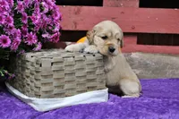 Twain, a male Golden Cocker Retriever and Miniature Golden Retriever for sale in Pomona, MO – 3 of 9