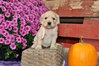 Shasta , a female Golden Cocker Retriever and Miniature Golden Retriever for sale in Pomona, MO – 7 of 8
