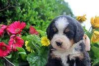 Caden, a male Bernese Mountain Dog for sale in Pomona, MO – 2 of 9