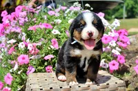 Galveston, a male Bernese Mountain Dog for sale in Pomona, MO – 2 of 7