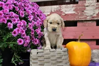 Bridger, a male Golden Cocker Retriever and Miniature Golden Retriever for sale in Pomona, MO – 5 of 6