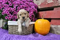 Twain, a male Golden Cocker Retriever and Miniature Golden Retriever for sale in Pomona, MO – 2 of 9