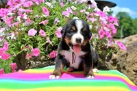 Huston, a male Bernese Mountain Dog for sale in Pomona, MO – 2 of 7