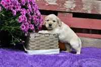 Shawnee, a female Golden Cocker Retriever and Miniature Golden Retriever for sale in Pomona, MO – 5 of 8