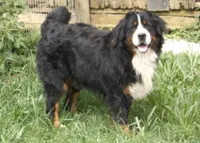 Sampson, a male Bernese Mountain Dog for sale in Pomona, MO – 7 of 8