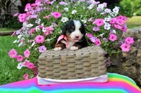 Odessa, a female Bernese Mountain Dog for sale in Pomona, MO – 3 of 6