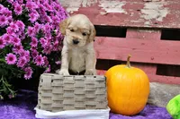 Hauss, a female Golden Cocker Retriever and Miniature Golden Retriever for sale in Pomona, MO – 1 of 6