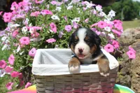 Galveston, a male Bernese Mountain Dog for sale in Pomona, MO – 5 of 7