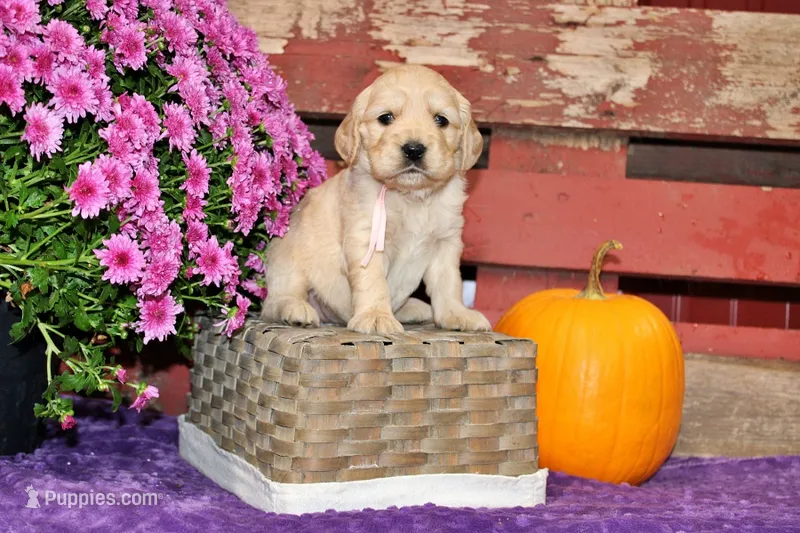 Shasta  – Golden Cocker Retriever, Miniature Golden Retriever puppy for sale in Pomona, MO