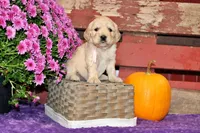 Shasta , a female Golden Cocker Retriever and Miniature Golden Retriever for sale in Pomona, MO – 1 of 8