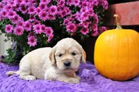 Shawnee, a female Golden Cocker Retriever and Miniature Golden Retriever for sale in Pomona, MO – 4 of 8