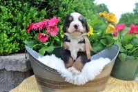 Cain, a male Bernese Mountain Dog for sale in Pomona, MO – 5 of 9