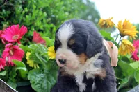 Caden, a male Bernese Mountain Dog for sale in Pomona, MO – 8 of 9