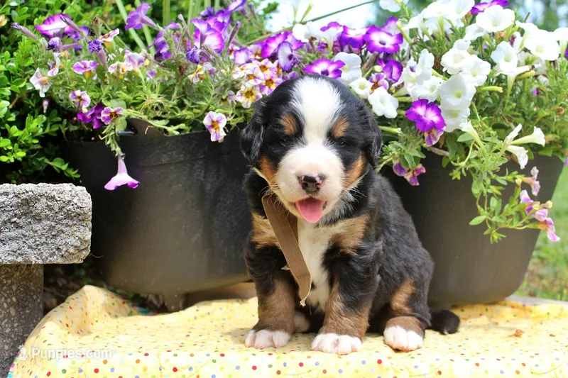 Cain – Bernese Mountain Dog puppy for sale in Pomona, MO