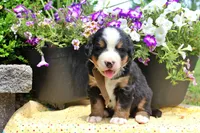 Cain, a male Bernese Mountain Dog for sale in Pomona, MO – 1 of 9