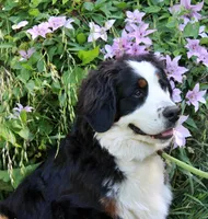 Sampson, a male Bernese Mountain Dog for sale in Pomona, MO – 2 of 8