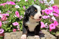 Auston, a male Bernese Mountain Dog for sale in Pomona, MO – 4 of 8