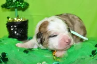 Lincoln, a male Bernese Mountain Dog and Great Pyrenees for sale in Pomona, MO – Photo 5 of 7