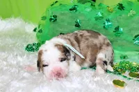 Lincoln, a male Bernese Mountain Dog and Great Pyrenees for sale in Pomona, MO – Photo 1 of 7