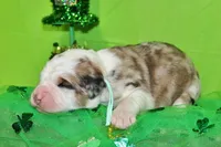 Lincoln, a male Bernese Mountain Dog and Great Pyrenees for sale in Pomona, MO – Photo 3 of 7