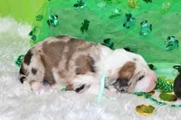 Lincoln, a male Bernese Mountain Dog and Great Pyrenees for sale in Pomona, MO – Photo 4 of 7