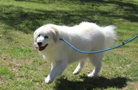 Lincoln, a male Bernese Mountain Dog and Great Pyrenees for sale in Pomona, MO – Photo 7 of 7