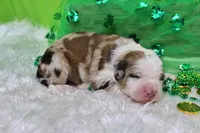 Lincoln, a male Bernese Mountain Dog and Great Pyrenees for sale in Pomona, MO – Photo 2 of 7