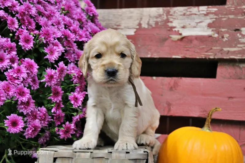 Prescott – Golden Cocker Retriever, Miniature Golden Retriever puppy for sale in Pomona, MO