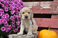 Prescott, a male Golden Cocker Retriever and Miniature Golden Retriever for sale in Pomona, MO – 1 of 7