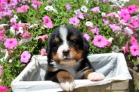 Luckenbach, a male Bernese Mountain Dog for sale in Pomona, MO – 6 of 8
