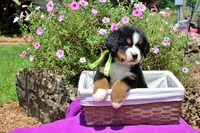 McKinney, a female Bernese Mountain Dog for sale in Pomona, MO – 10 of 10