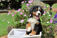 McKinney, a female Bernese Mountain Dog for sale in Pomona, MO – 2 of 10